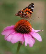 Butterfly on a Cone Flower 2   LP14