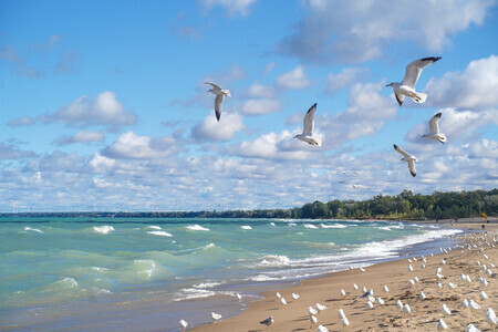 Seagulls at the Beach  BS2