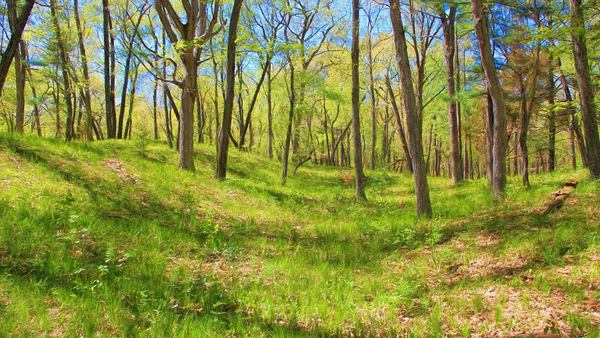 Springtime, Heritage Trail  P23