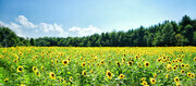 Sunflower Field  lP11