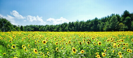 Sunflower Field  lP11