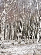 Winter Birches