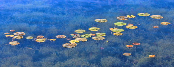 Pinery Water Lilies  P16