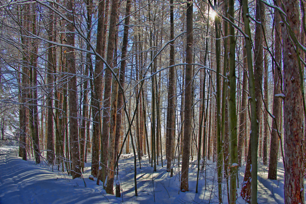 Winter Walk